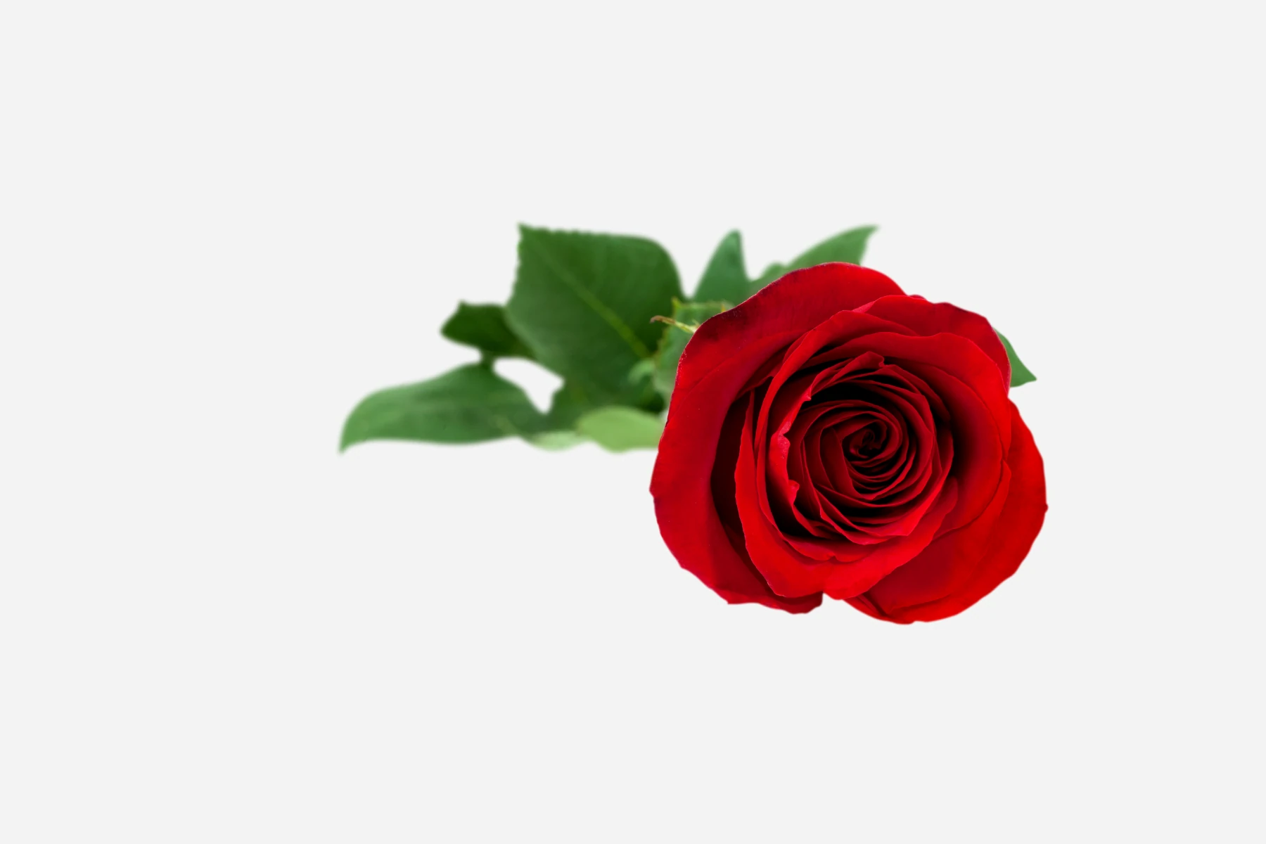 a single red rose with green leaves on a white background.